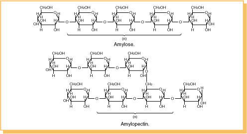 Amylose & Amylopectin